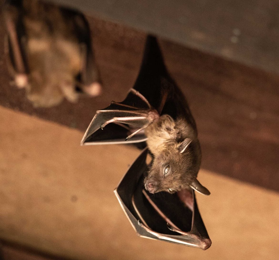Expert bat removal services for a safe and humane solution in Washington